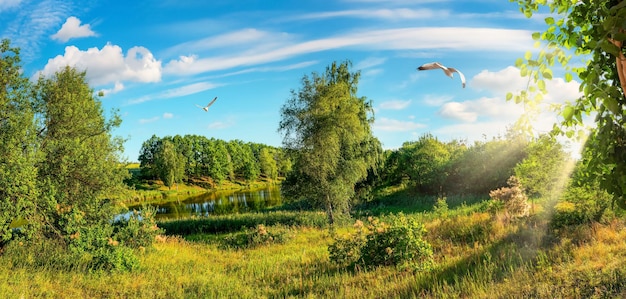 Foresta e campo di giorno