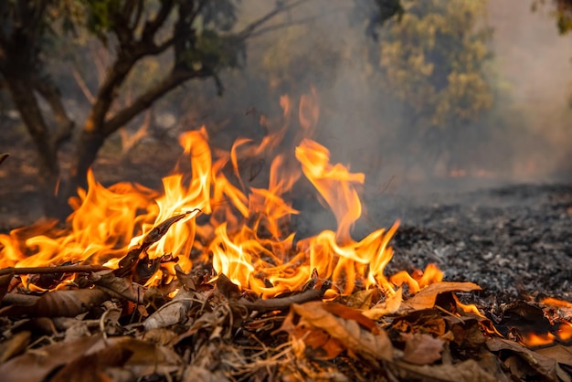 Forest fire burning into orchard