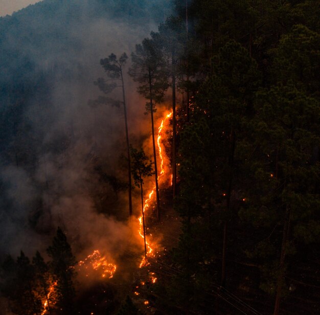 Foto incendio forestale che brucia alberi in fiamme