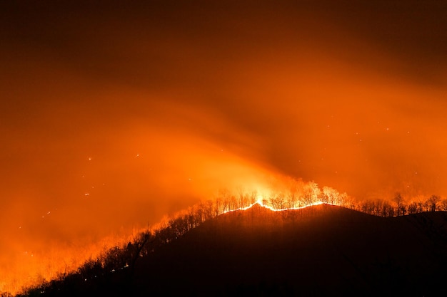 Forest fire burning trees at night