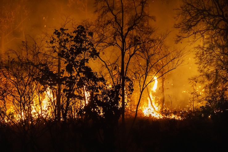 Photo forest fire disaster is burning caused by human