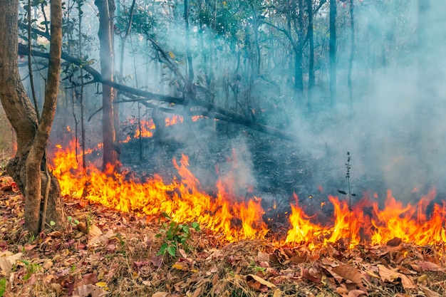 Forest fire disaster is burning caused by human