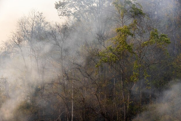 Forest fire disaster is burning caused by human