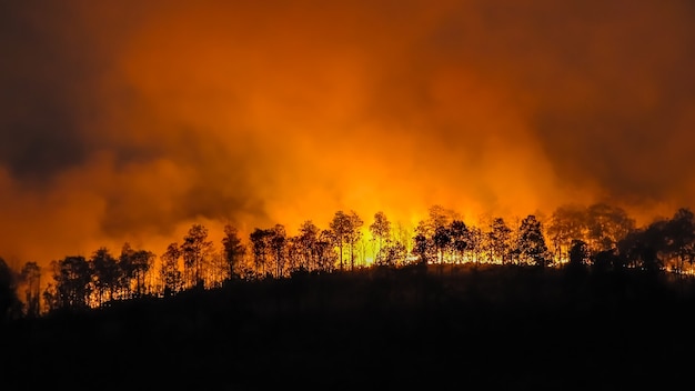 Forest fire disaster is burning caused by humans