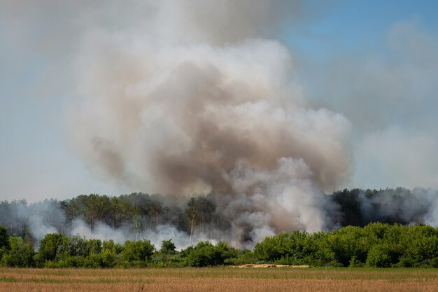 Forest fire. Gray smoke goes from the pine forest.