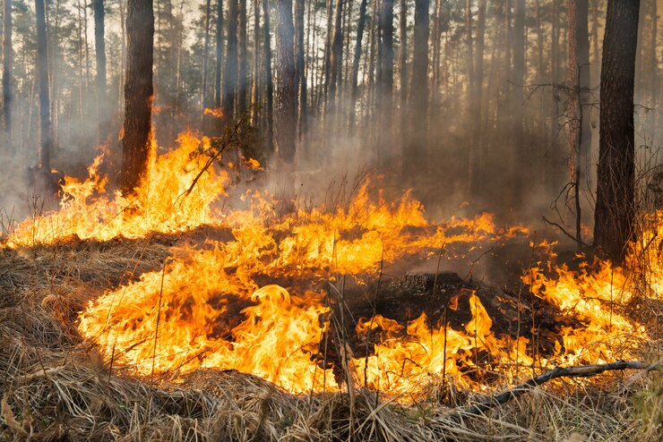 Forest fire in progress