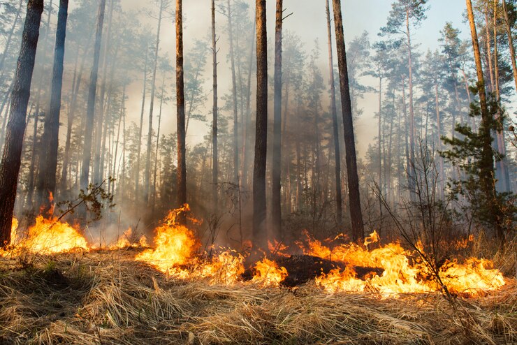 Forest fire in progress