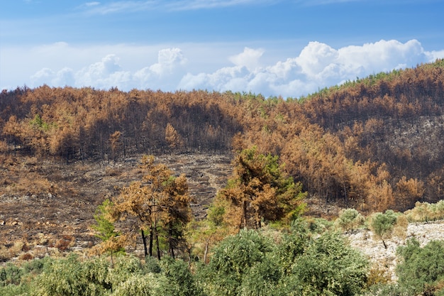 Red Pine Forests, Bodrum의 산불 - 터키