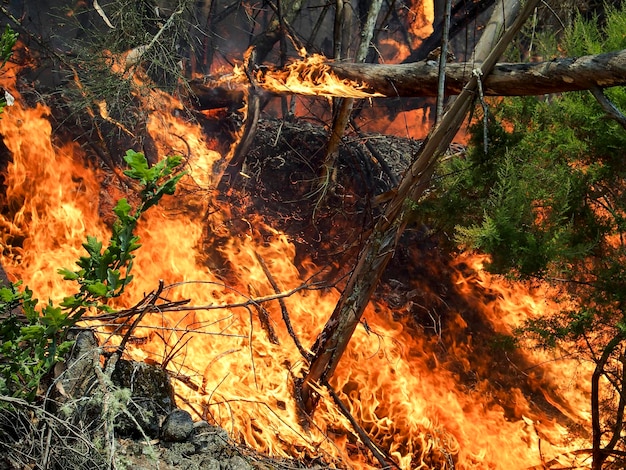 Foto incendi boschivi fumo incendi alberi concetto dei cambiamenti climatici galizia spagna