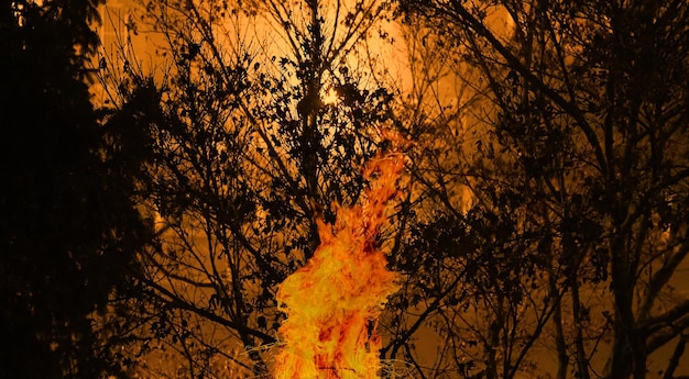 Photo forest in fire