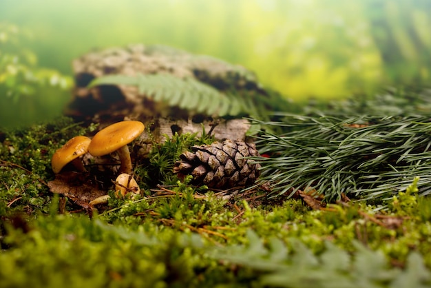 Forest floor landscape with mushroom fir tree branch and pine cone and moss cover Beautiful natural background