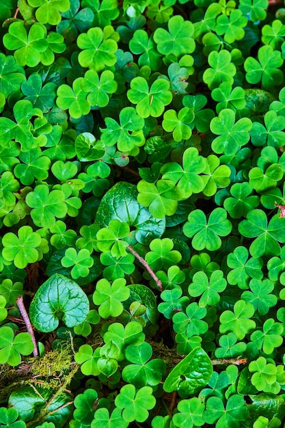 Forest floor texture covered in lush green clovers