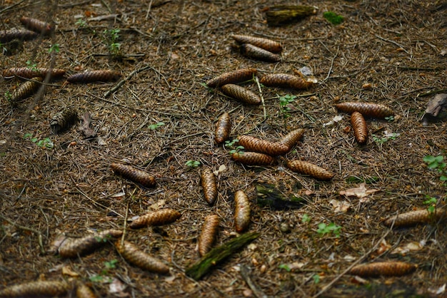 Photo forest floor