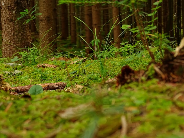 Photo forest floor