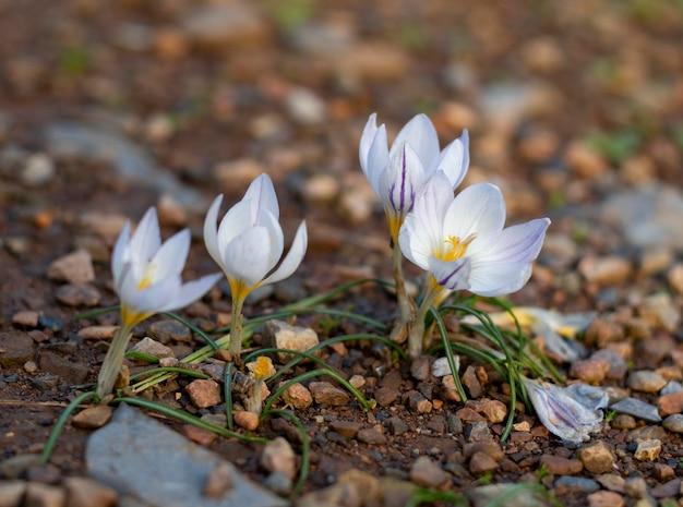 森の花クロッカスはギリシャの森にクローズアップ