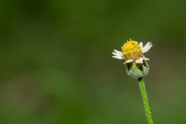 森の花