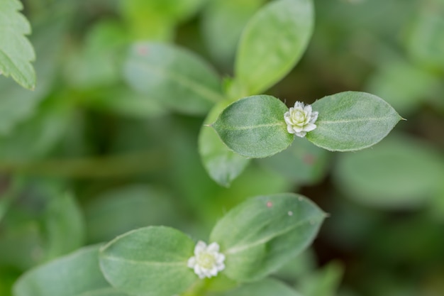 Forest Flower