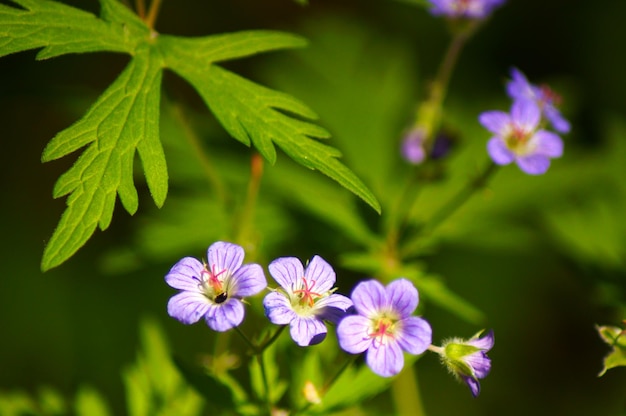 森の花のクローズアップ