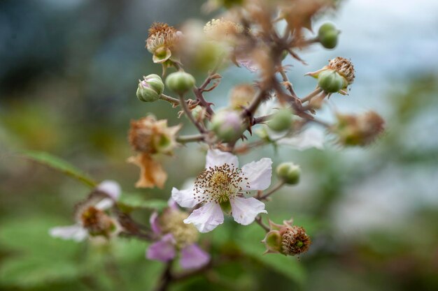 Forest flowers in daylight