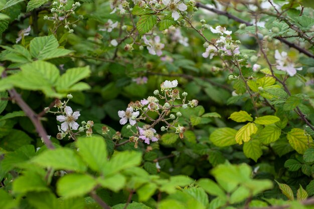 Forest flowers in daylight