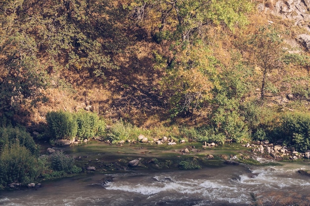 Forest flowing stream picturesque view among the trees sunlit grove Armenian stock photography