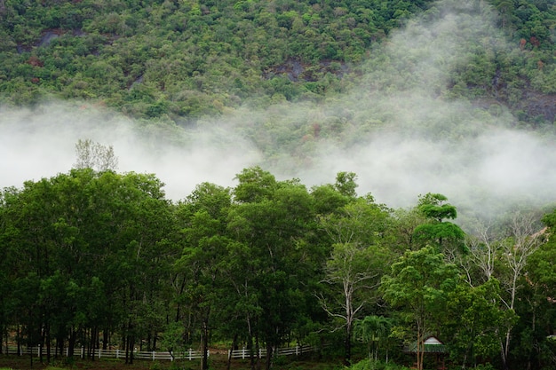 Photo the forest in the fog