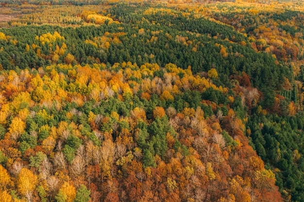 Forest from a height in autumn colors. Drone view