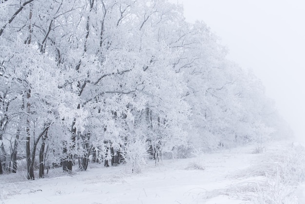 霜の森冬の風景雪に覆われた木々