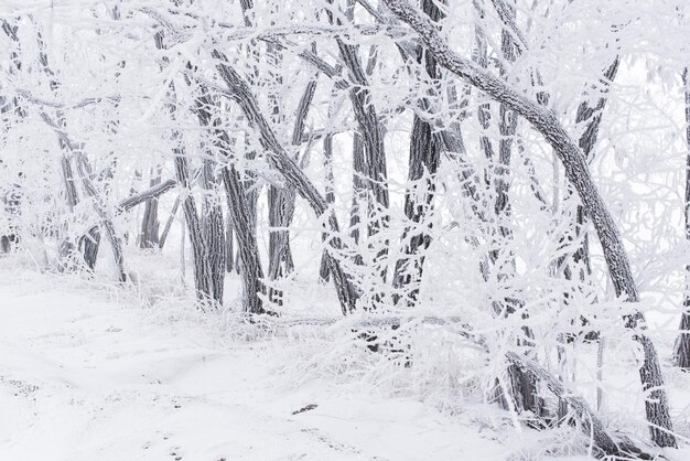 서리의 숲 겨울 풍경 눈 덮인 나무
