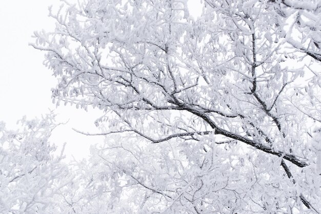 서리의 숲 겨울 풍경 눈 덮인 나무