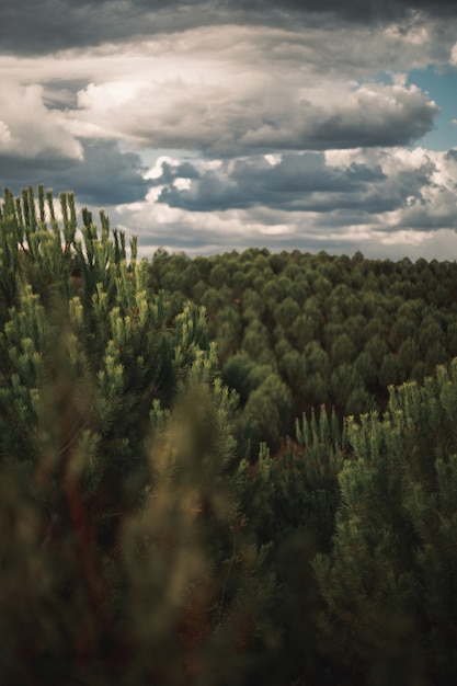 forest full of pine trees and cloudy sky