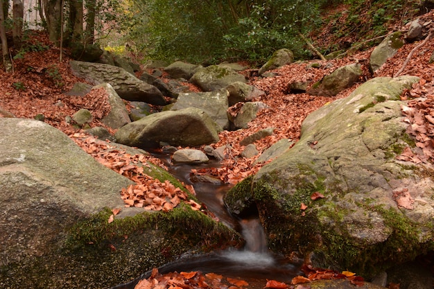 Forest in full season of autumn