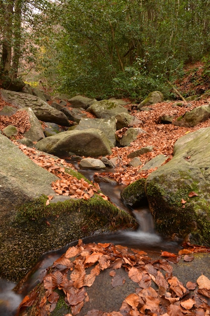 Forest in full season of autumn