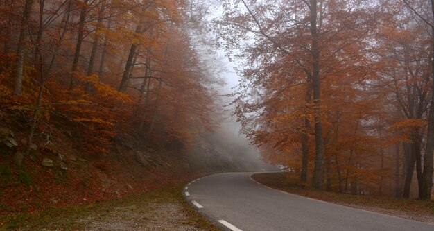 Forest in full season of autumn