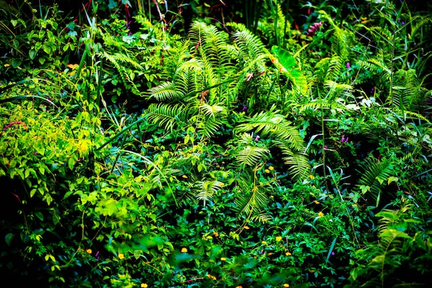 Forest garden at the house