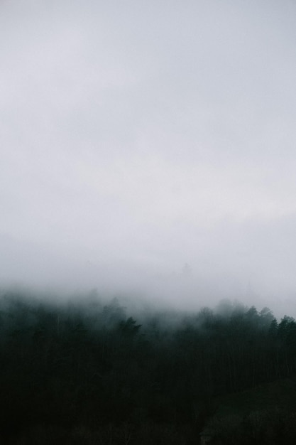 Forest on Gloomy Foggy Day Stock Photo