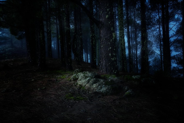 Forest in Gran Canaria, Spain with tall trees during nighttime