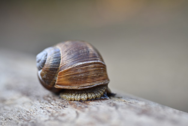 forest grape snail creeping on a tree