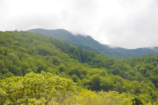 写真 森 緑の山の森の風景 霧の山の森 幻想的な森の風景 雲の中の山の森の風景 霧の森 夏の雄大な山脈の風光明媚な景色xdxa