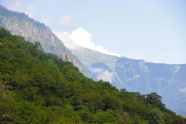 写真 森 緑の山の森の風景 霧の山の森 幻想的な森の風景 雲の中の山の森の風景 霧の森 夏の雄大な山脈の風光明媚な景色xdxa