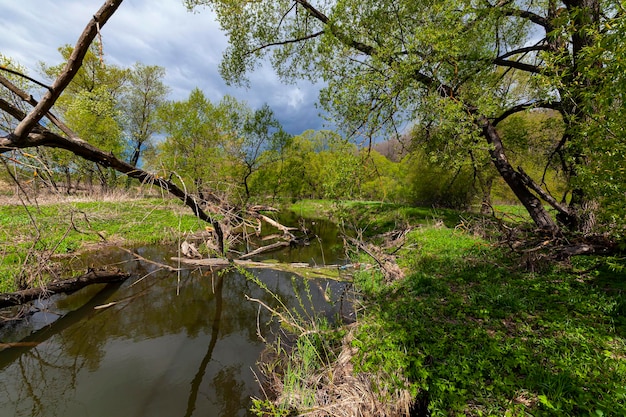 Forest green swamp with sky reflection..