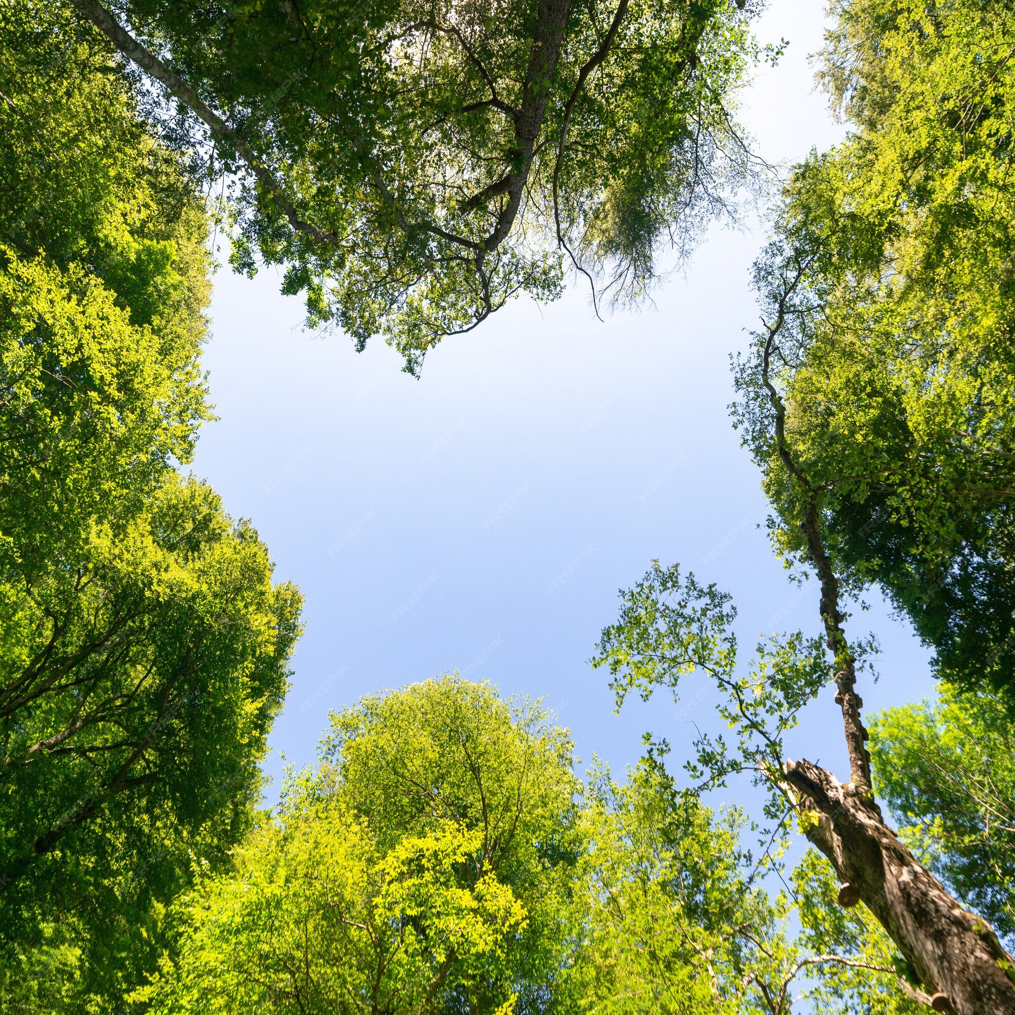 Premium Photo | Forest, green tree branches, blue sky, upward view,  beautiful natural background