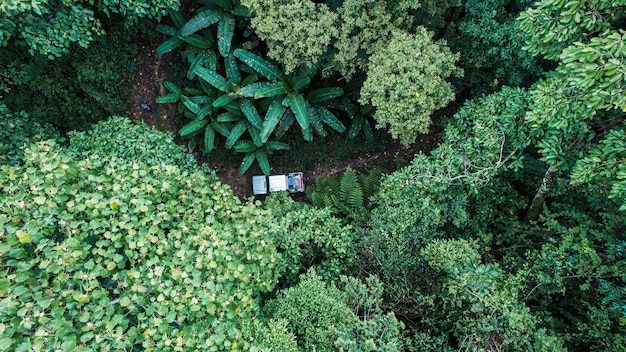 In the forest and green trees