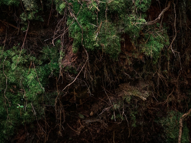 Forest ground covered with tree roots