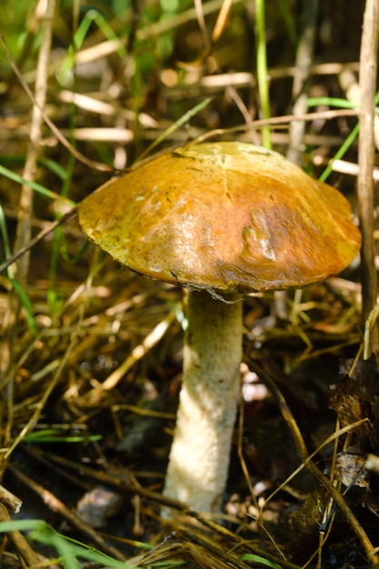 В лесу растет великолепный гриб подберезовик Лесные грибы