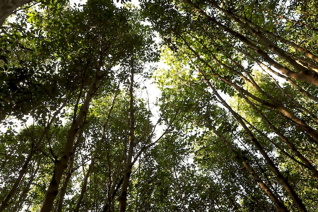 生活の質の高い国で森林の成長が増加する