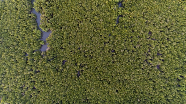 Forest growth trees,nature green mangrove forest backgrounds aerial view drone shot.