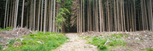 Forest in the harz in germany, bork beetle has damaged the\
trees, environmental issues, climate