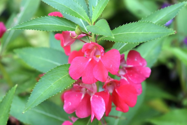 The forest has beautiful flowers.
