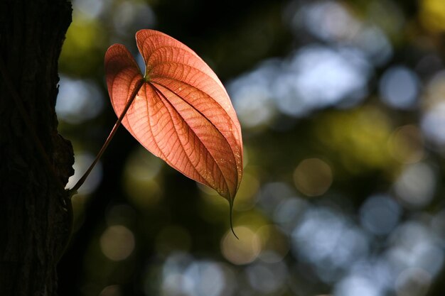 The forest has beautiful leaves.